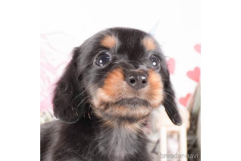 成約済の茨城県のミニチュアダックスフンド(ロングヘアード)-286553の2枚目