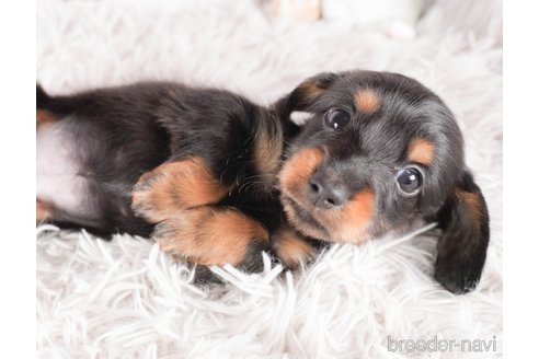 成約済の茨城県のミニチュアダックスフンド(ロングヘアード)-286553の1枚目