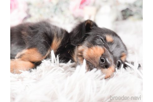 成約済の茨城県のミニチュアダックスフンド(ロングヘアード)-286553の4枚目