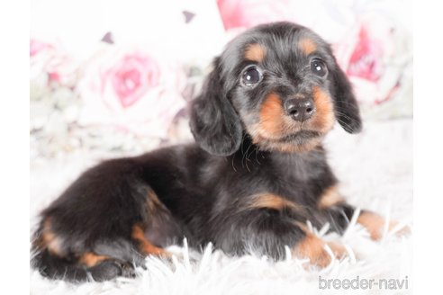 成約済の茨城県のミニチュアダックスフンド(ロングヘアード)-286553の3枚目