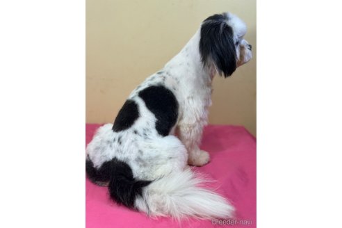 成約済の山口県のミックス犬-266102の11枚目