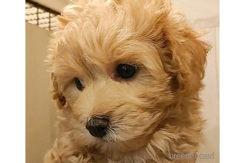 成約済の愛知県のマルプー:マルチーズ×トイプードル-283669の5枚目