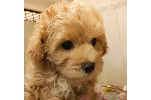 成約済の愛知県のマルプー:マルチーズ×トイプードル-283669の4枚目