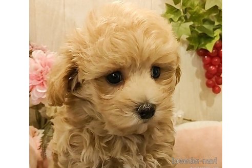 成約済の愛知県のマルプー:マルチーズ×トイプードル-283668の4枚目
