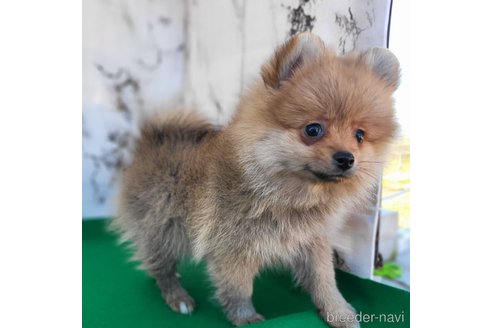 成約済の茨城県のポメラニアン-279605の10枚目