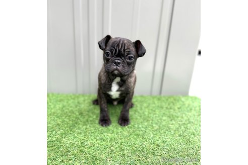 成約済の山梨県のミックス犬-271633の4枚目