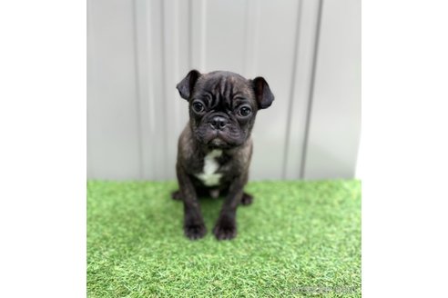 成約済の山梨県のミックス犬-271633の1枚目