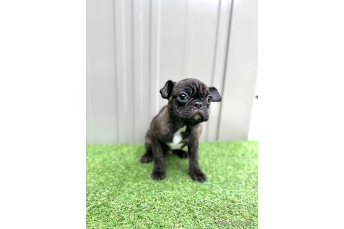 成約済の山梨県のミックス犬-271633の2枚目