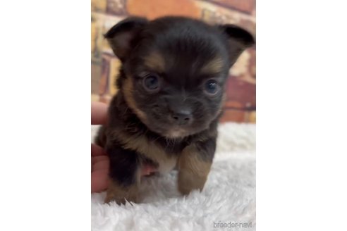 成約済の福岡県のチワワ(ロングコート)-286691の15枚目