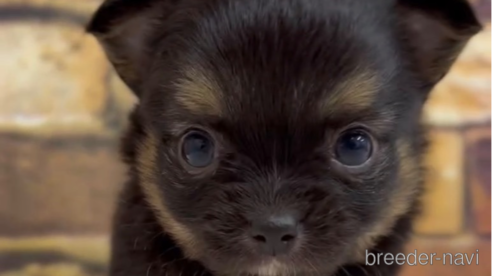 成約済の福岡県のチワワ(ロングコート)-286691の14枚目