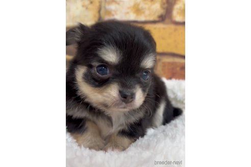 成約済の福岡県のチワワ(ロングコート)-286713の2枚目