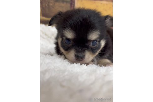 成約済の福岡県のチワワ(ロングコート)-286713の3枚目