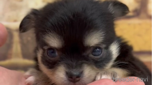 成約済の福岡県のチワワ(ロングコート)-286713の1枚目