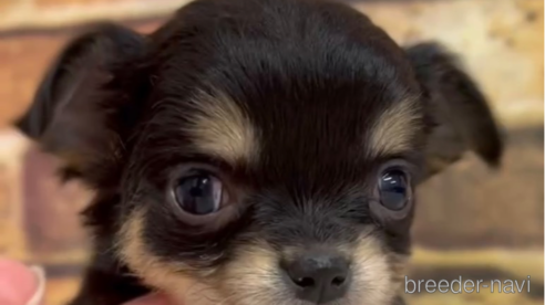 成約済の福岡県のチワワ(ロングコート)-286714の6枚目