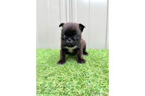 成約済の山梨県のミックス犬-282182の23枚目