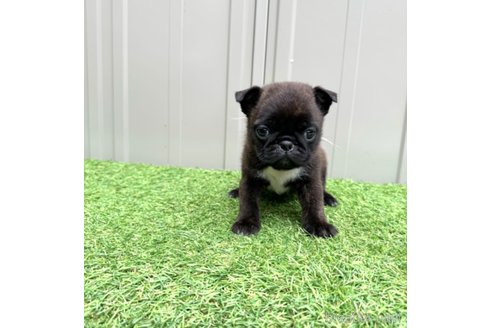 成約済の山梨県のミックス犬-282182の22枚目