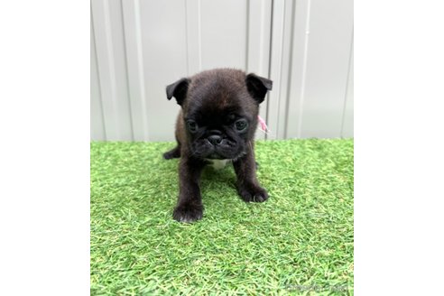 成約済の山梨県のミックス犬-282182の21枚目