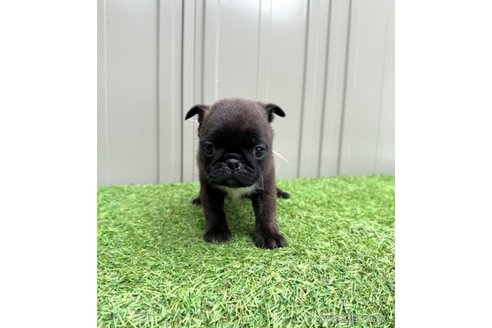 成約済の山梨県のミックス犬-282182の20枚目