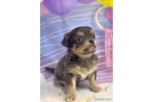 成約済の福岡県のチワワ(ロングコート)-286715の3枚目