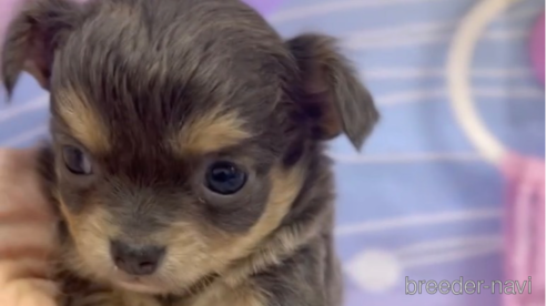 成約済の福岡県のチワワ(ロングコート)-286715の1枚目