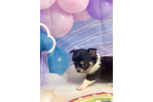 成約済の福岡県のチワワ(ロングコート)-286716の6枚目