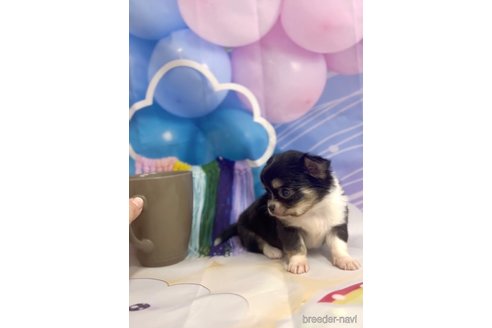 成約済の福岡県のチワワ(ロングコート)-286716の7枚目