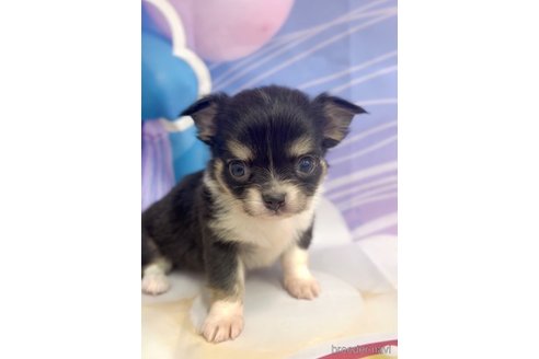 成約済の福岡県のチワワ(ロングコート)-286716の8枚目