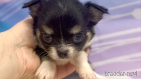 成約済の福岡県のチワワ(ロングコート)-286716の5枚目