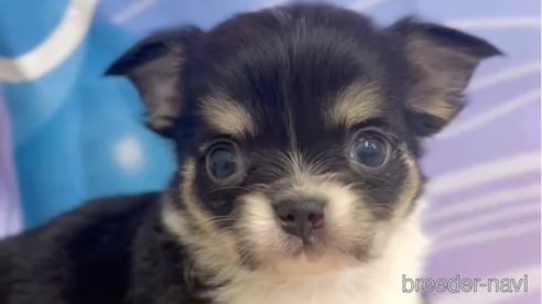 成約済の福岡県のチワワ(ロングコート)-286716の4枚目