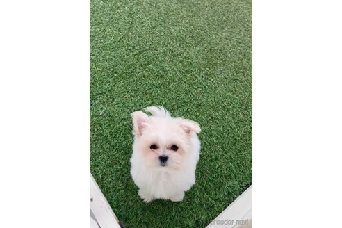 成約済の福岡県のミックス犬-278519の4枚目