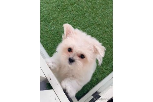 成約済の福岡県のミックス犬-278519の5枚目