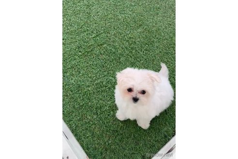 成約済の福岡県のミックス犬-278519の3枚目