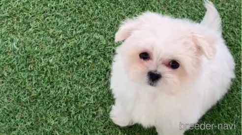 成約済の福岡県のミックス犬-278519の2枚目