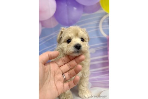 成約済の福岡県のマルプー:マルチーズ×トイプードル-284821の2枚目