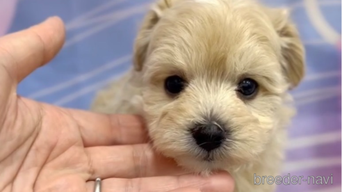 成約済の福岡県のマルプー:マルチーズ×トイプードル-284821