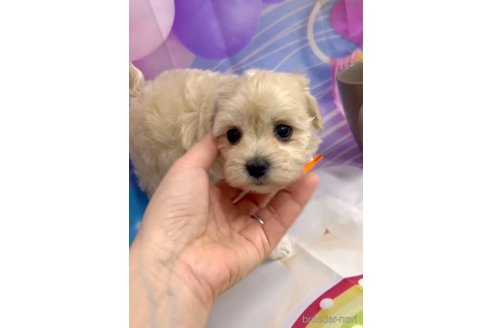 成約済の福岡県のマルプー:マルチーズ×トイプードル-284819の2枚目