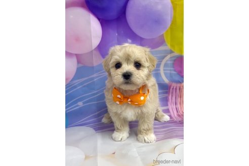 成約済の福岡県のマルプー:マルチーズ×トイプードル-284819の4枚目