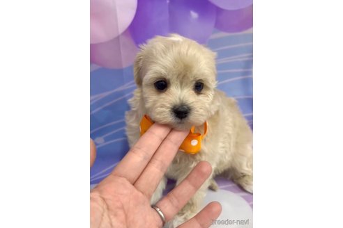 成約済の福岡県のマルプー:マルチーズ×トイプードル-284819の3枚目