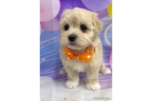 成約済の福岡県のマルプー:マルチーズ×トイプードル-284819の5枚目