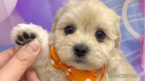 成約済の福岡県のマルプー:マルチーズ×トイプードル-284819