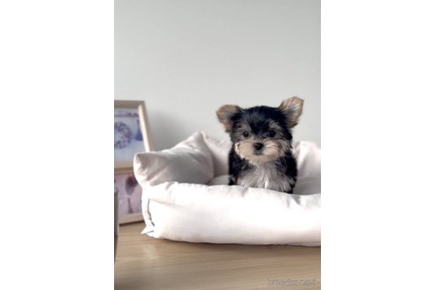 成約済の福岡県のマルキー:マルチーズ×ヨークシャーテリア-283267の2枚目