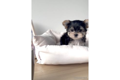 成約済の福岡県のマルキー:マルチーズ×ヨークシャーテリア-283267の3枚目