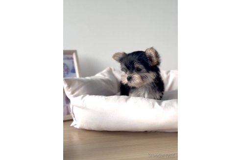 成約済の福岡県のマルキー:マルチーズ×ヨークシャーテリア-283267の4枚目