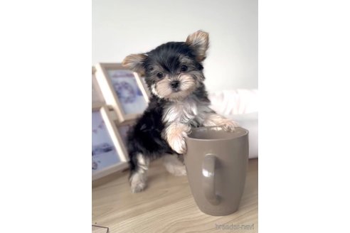 成約済の福岡県のマルキー:マルチーズ×ヨークシャーテリア-283267の5枚目