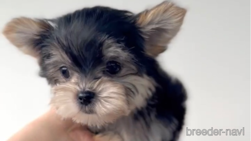 成約済の福岡県のマルキー:マルチーズ×ヨークシャーテリア-283267