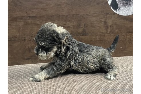 成約済の東京都のミニチュアシュナウザー-286773の9枚目