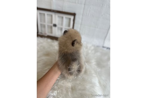 成約済の愛媛県のポメラニアン-285036の2枚目