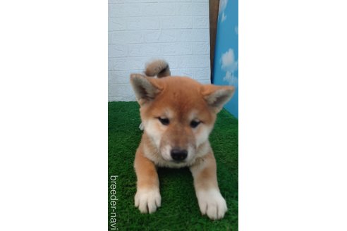 成約済の埼玉県の柴犬-278964の1枚目