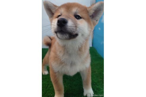 成約済の埼玉県の柴犬-278964の3枚目