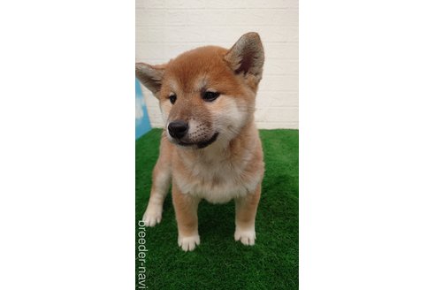 成約済の埼玉県の柴犬-278964の2枚目